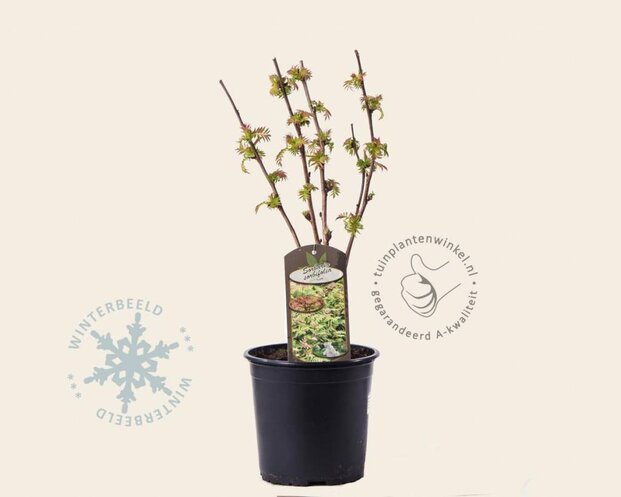 Sorbaria sorbifolia 'Sem'