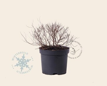 Spiraea japonica 'Albiflora'