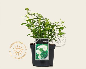 Spiraea japonica 'Albiflora'