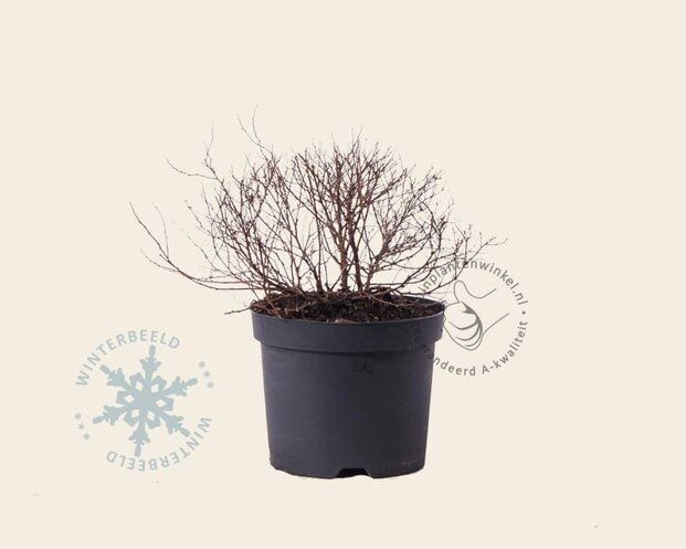Spiraea japonica 'Golden Princess'