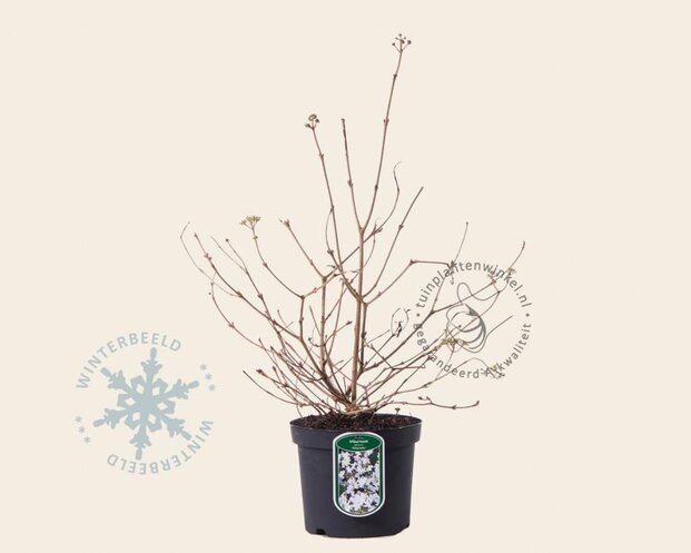 Viburnum plicatum 'Watanabe'