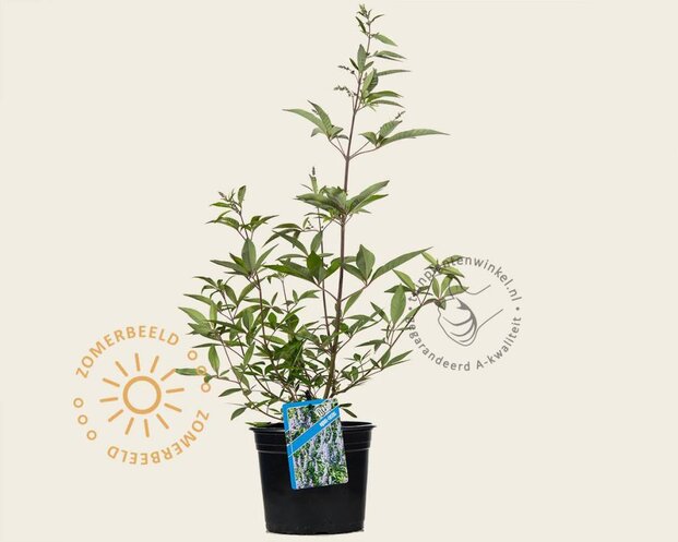 Vitex agnus-castus