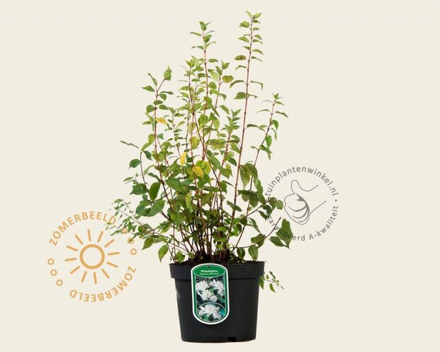 Philadelphus 'Manteau d'Hermine'
