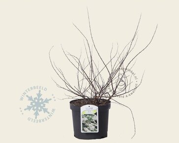 Spiraea nipponica 'Snowmound'