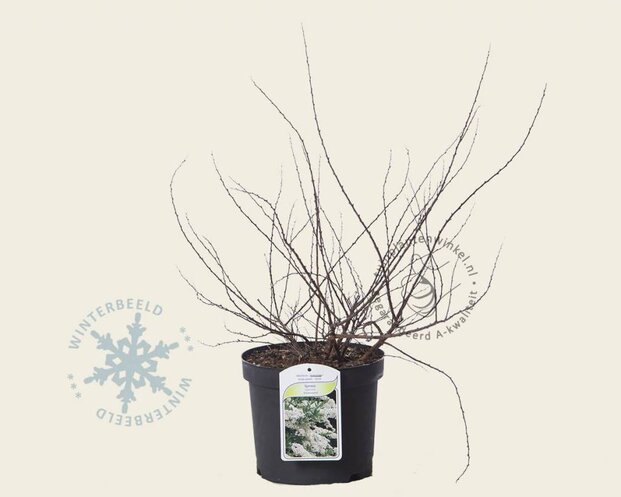 Spiraea nipponica 'Snowmound'