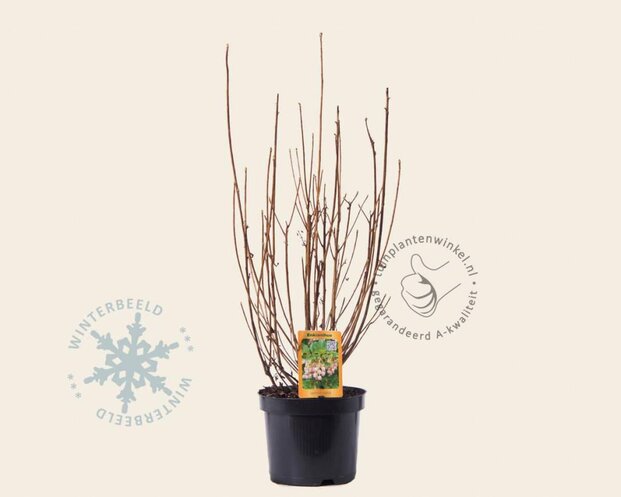 Enkianthus campanulatus
