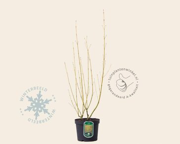 Cornus sericea (stolonifera) 'Flaviramea'