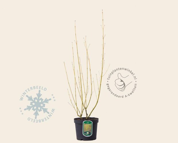 Cornus sericea (stolonifera) 'Flaviramea'