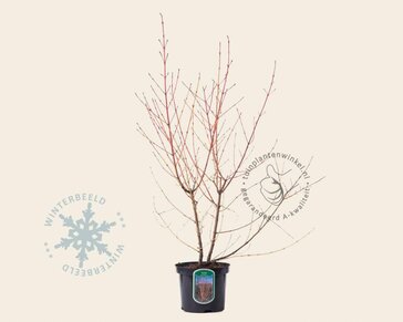 Cornus sanguinea 'Midwinter Fire'