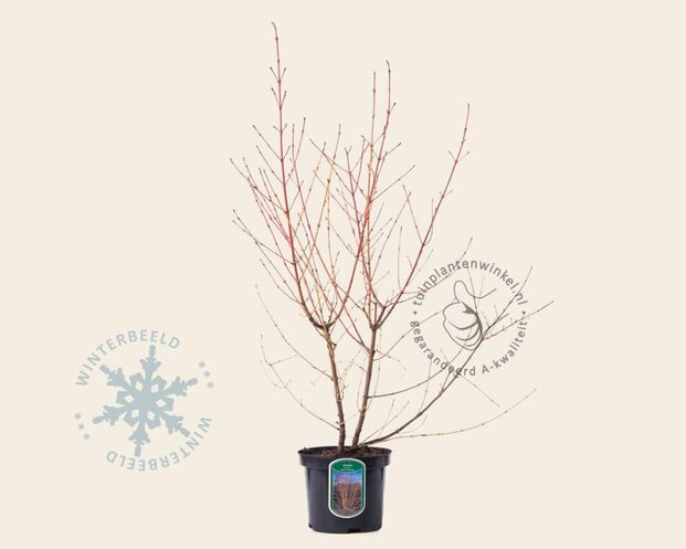 Cornus sanguinea 'Midwinter Fire'