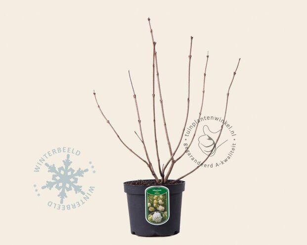 Viburnum opulus 'Roseum'