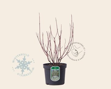 Cornus alba 'Elegantissima'