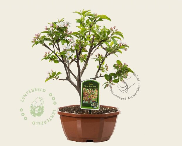 Malus 'Red Sentinel' - bonsai in schaal