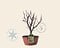 Malus 'Red Sentinel' - bonsai in schaal