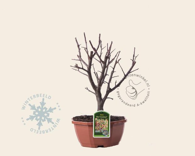 Malus 'Red Sentinel' - bonsai in schaal