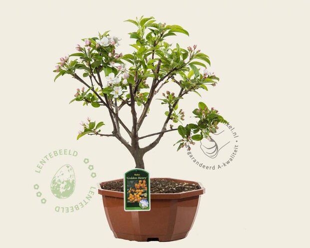 Malus 'Golden Henry' - bonsai in schaal