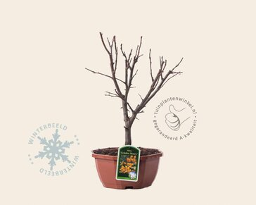 Malus 'Golden Henry' - bonsai in schaal
