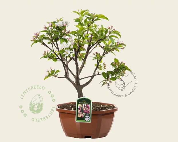 Malus 'Braendkjaer' - bonsai in schaal