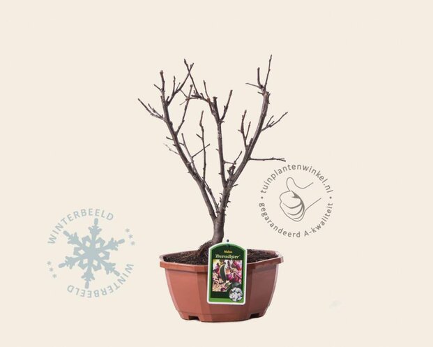 Malus 'Braendkjaer' - bonsai in schaal