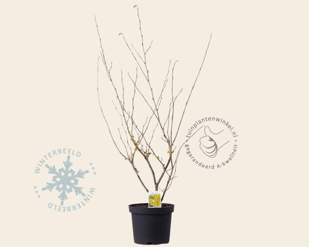 Hamamelis x intermedia 'Arnold Promise'