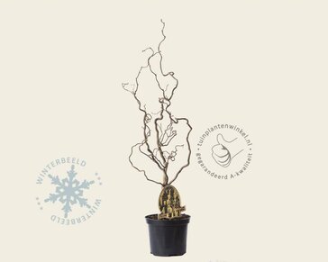 Corylus avellana 'Contorta'