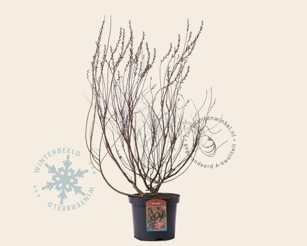Myrica gale