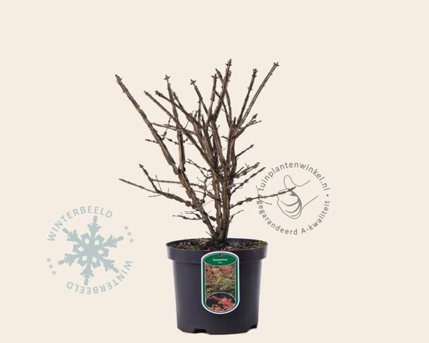 Euonymus alatus