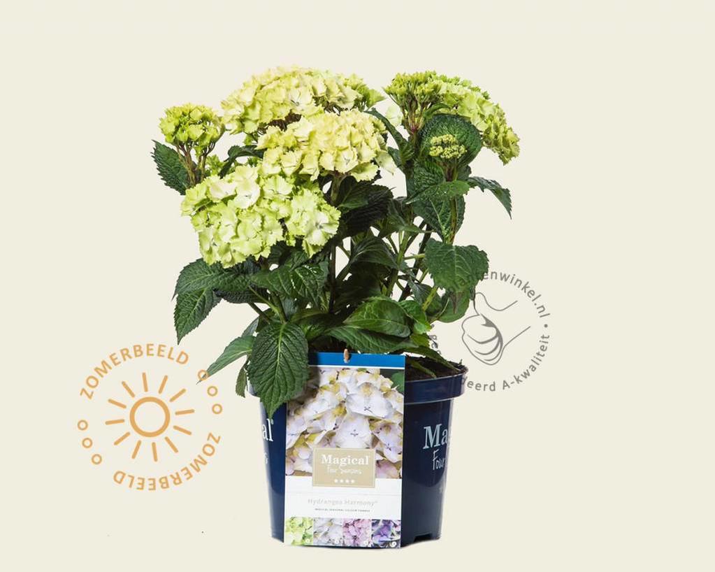 Hydrangea macrophylla 'Magical Harmony' (blauw)