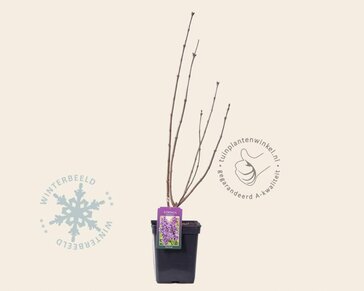 Syringa vulgaris 'Sensation'