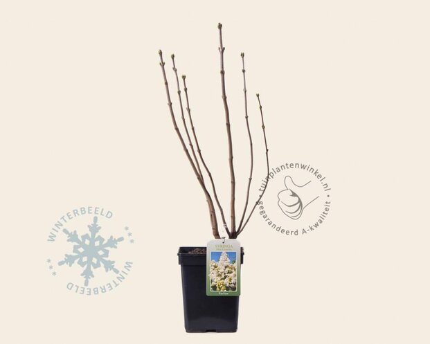 Syringa vulgaris 'Mme Lemoine'