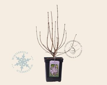 Syringa patula 'Miss Kim'