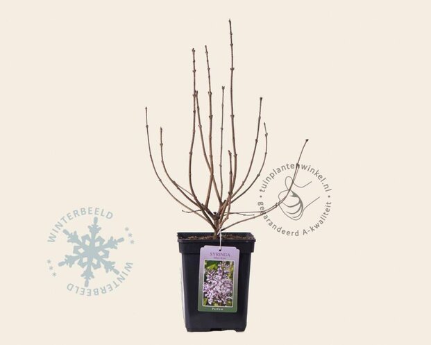 Syringa patula 'Miss Kim'