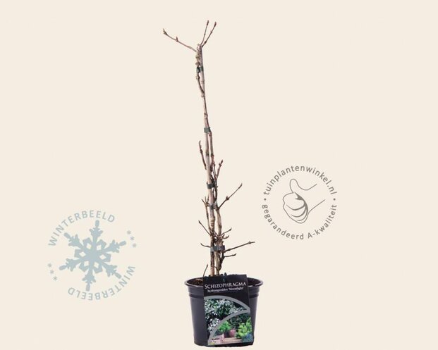 Schizophragma hydrangeoides 'Moonlight'