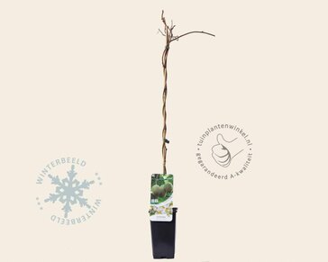 Actinidia deliciosa 'Hayward' (vrouwelijk)