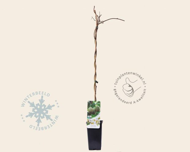 Actinidia deliciosa 'Hayward' (vrouwelijk)