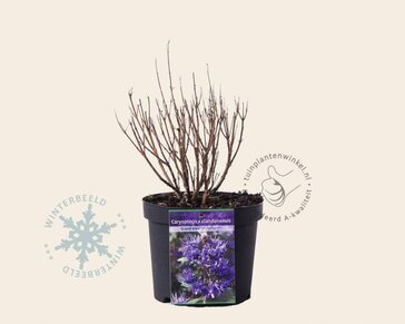 Caryopteris x clandonensis 'Grand Blue'