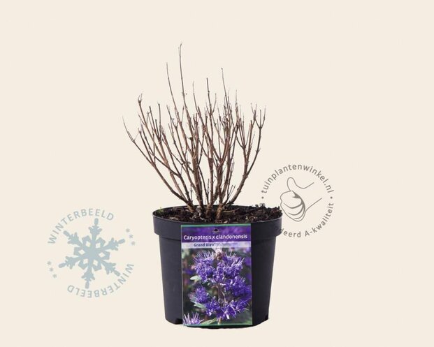 Caryopteris x clandonensis 'Grand Blue'