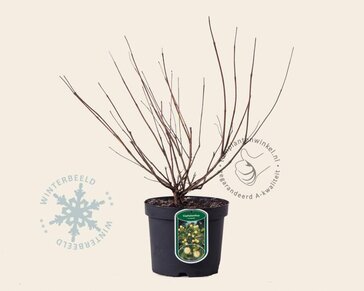Cephalanthus occidentalis