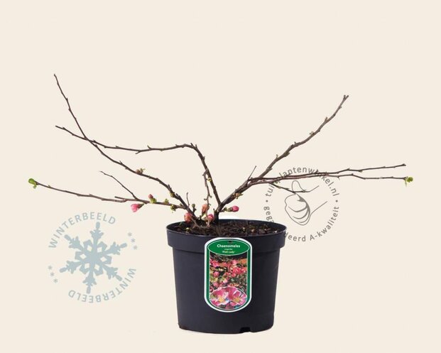 Chaenomeles x superba 'Pink Lady'
