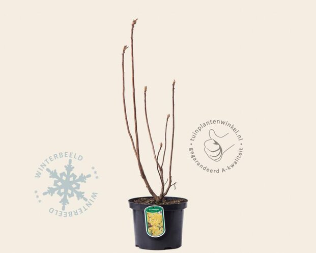 Rhododendron kh. 'Harvest Moon'