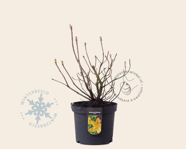 Rhododendron kh. luteum