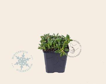 Delosperma cooperi