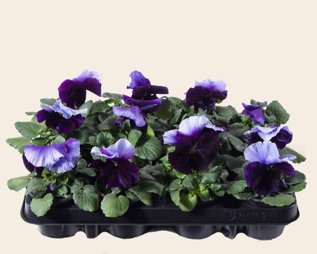 Alleen in winkel Viool Grootbloemig Beacon - Tray 12 st.