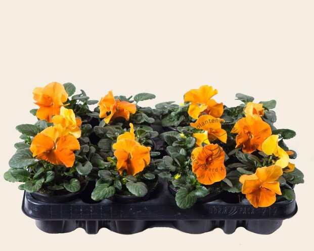 Alleen in winkel Viool Grootbloemig 'Matrix Oranje' - Tray 12 st.