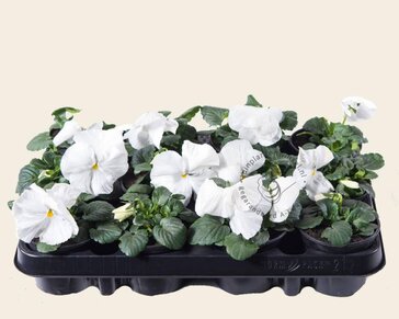 Alleen in winkel Viool Grootbloemig 'Alpha Wit' - Tray 12 st.