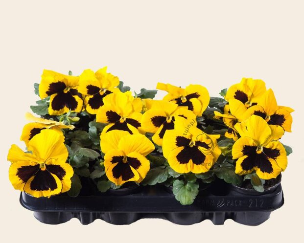 Alleen in winkel Viool Grootbloemig 'Matrix Geel met Oog' - Tray 12 st.