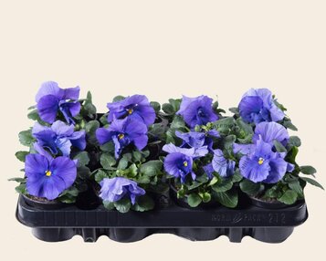 Viool Grootbloemig 'Matrix Hemelsblauw' - Tray 12 st. image