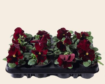 Viool Grootbloemig 'Alpha Rood met Oog' - Tray 12 st. image
