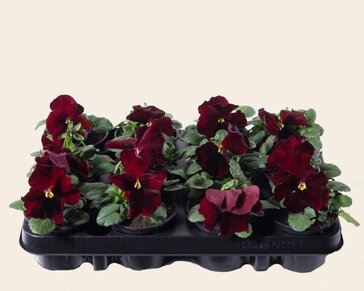 Alleen in winkel Viool Grootbloemig 'Alpha Rood met Oog' - Tray 12 st.