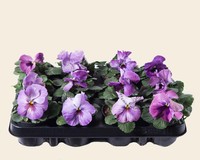 Viool Grootbloemig 'Delta Purple Surprise' - Tray 12 st.